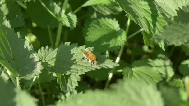 Закройте вид на медоносную пчелу, занятую цветами на весеннем поле зеленой крапивы. — стоковое видео