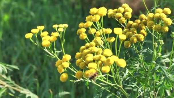 Закрыть вид на медоносную пчелу, занятую в цветнике на весеннем поле желтым цветком Танси — стоковое видео