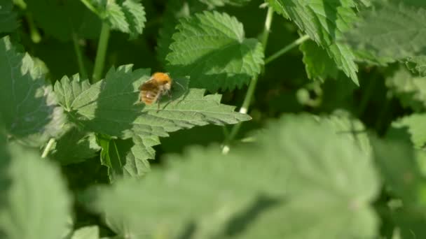 Vista de cerca de las abejas ocupadas en flor en campo de primavera ortiga urtica verde — Vídeos de Stock