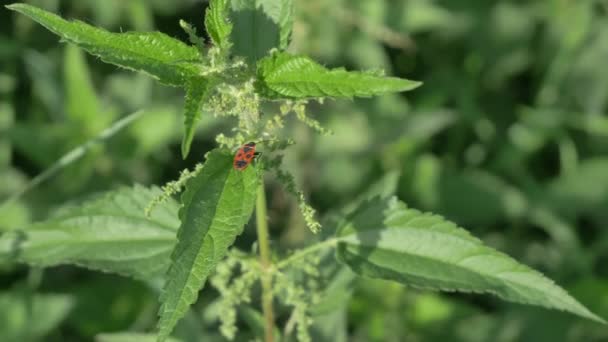 Urtica dioica, сланцевая DOF, известная как медицинское растение, крапива, крапива или крапивница, орнетттл или жало, является цветущим растением в семействе крапивчатых, используемым в натуропатии. — стоковое видео