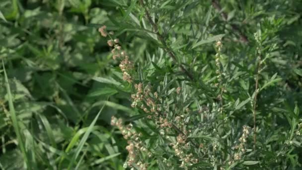 Tıbbi Naturopati şifalı bitki Artemisia Absinthium, Grand Wormwood, Absinthe, Absinthium, Absinthe Wormwood, Avrasya ve Kuzey Afrika 'nın ılıman bölgelerinde yetişen bir Artemisia türüdür. — Stok video