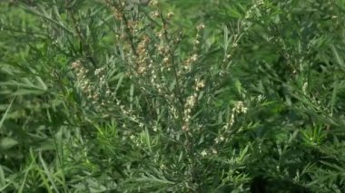 Tıbbi Naturopati şifalı bitki Artemisia Absinthium, Grand Wormwood, Absinthe, Absinthium, Absinthe Wormwood, Avrasya ve Kuzey Afrika 'nın ılıman bölgelerinde yetişen bir Artemisia türüdür.