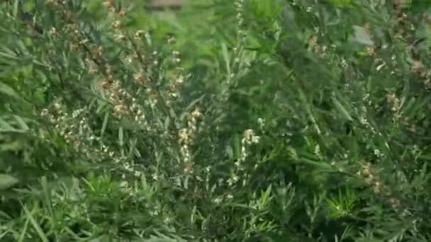 Medicinsk Naturopati ört Artemisia absinthium eller malört, grand wormwood, absint, absintium, absint malört är en art av Artemisia infödda till tempererade regioner i Eurasien och Nordafrika — Stockvideo