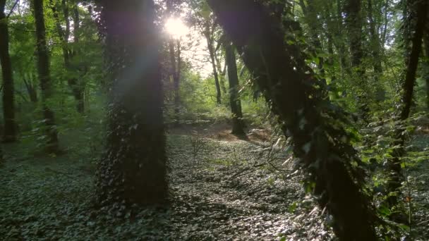 Groen bos klimop bomen zonlicht — Stockvideo