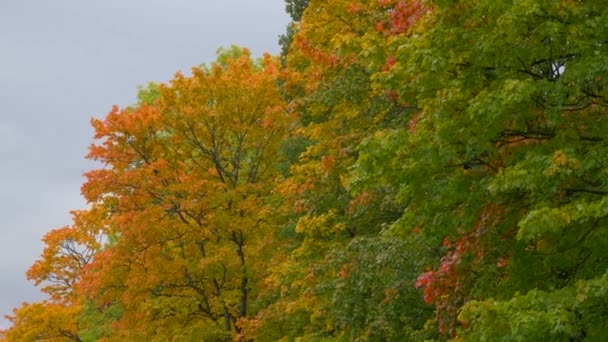 Hermoso árbol de otoño con colores naranja amarillo y verde en el día nublado en el parque — Vídeos de Stock