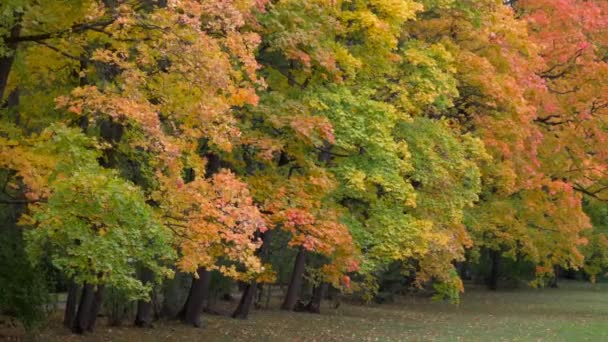 Красиві осінні кольори дерев в похмурий день — стокове відео