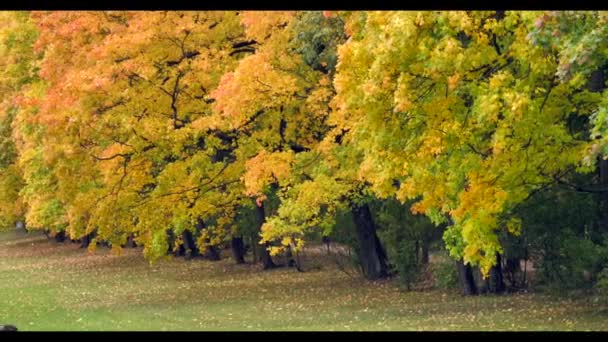 Beautiful autumn colors green yellow orange in cloudy day — Stock Video