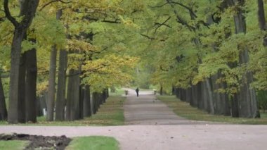Güzel sonbahar renkleri kırmızı, yeşil, sığ, portakal yaprakları yavaş hareket ediyor.