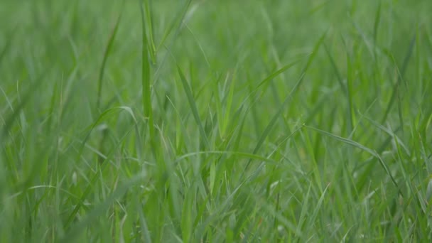 Low angle view, close-up, camera beweegt van links naar rechts groen biologisch tarwegras. Voorjaar en ecologie of landbouw achtergrond — Stockvideo