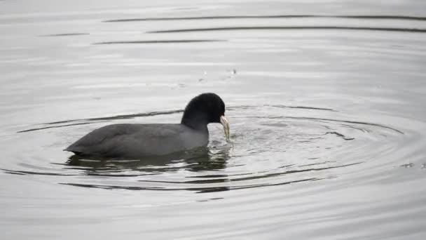 Cayuaga Wild Duck Close up Portrait view eating swimming — Stock Video