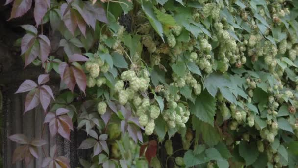 Close-up groene hop Humulus in slow motion — Stockvideo