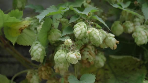 Close-up groene hop Humulus in slow motion — Stockvideo