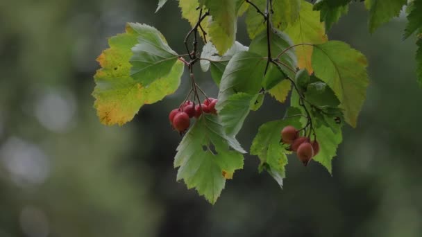 Dzikie czerwone jabłko krabowe z zielonymi liśćmi — Wideo stockowe