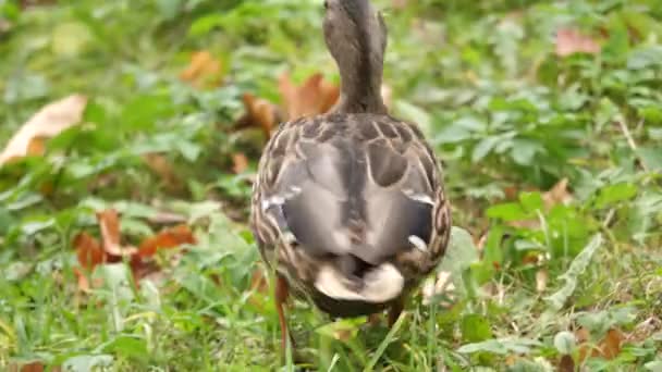 Wildenten gehen im Gras Herbst Zeit Nahaufnahme Portrait-Ansicht — Stockvideo