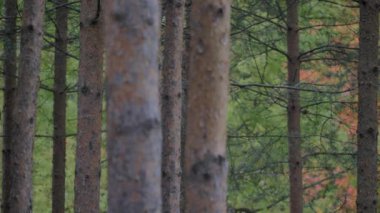 Ağaçların altında yeşil yosun olan vahşi çam ormanları. Güzel bir günde ağaçlar arasında dolaşmak