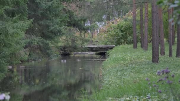 Piękne jesienne kolory drzew w pochmurny dzień w pobliżu rzeki lub jeziora — Wideo stockowe