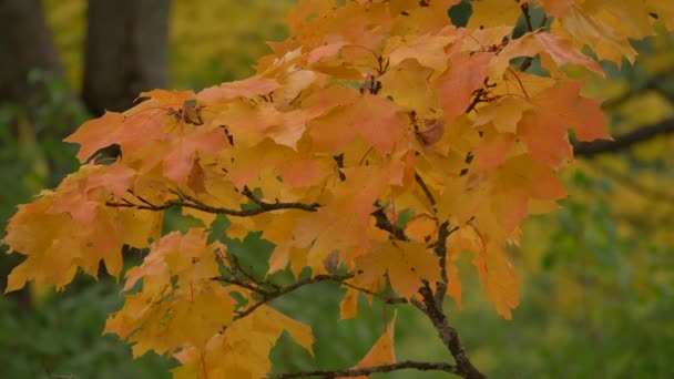 Beautiful autumn colors red, green, yeallow, orange leaves trees branch moving slow — стоковое видео