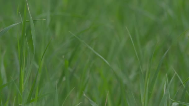 Vista de ángulo bajo, primer plano, cámara moviéndose de izquierda a derecha hierba de trigo orgánico verde. Primavera y ecología o agricultura — Vídeo de stock