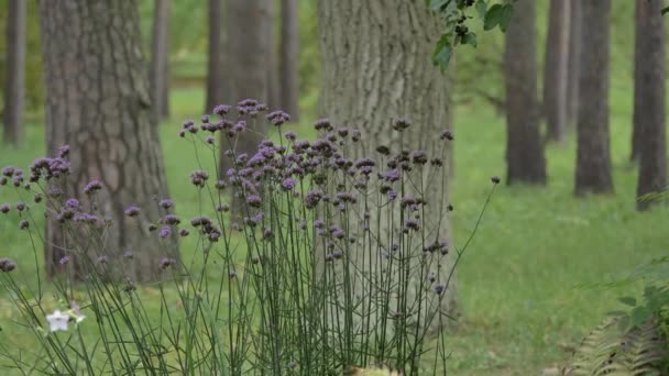 Flor de cor roxa na floresta verde — Vídeo de Stock