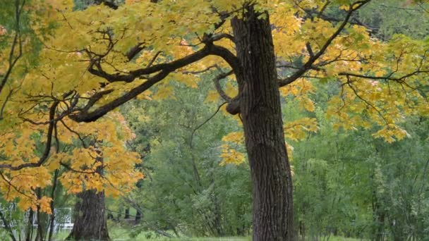 Hermosos colores de otoño rojo, verde, amarillo, hojas naranjas árboles rama moviéndose lentamente — Vídeo de stock