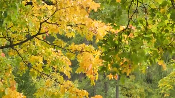 Belles couleurs d'automne rouge, vert, yeallow, feuilles orange branches d'arbres se déplaçant lentement — Video