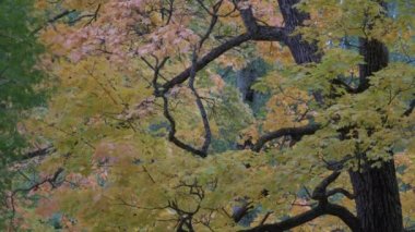 Güzel sonbahar renkleri kırmızı, yeşil, sığ, portakal yaprakları yavaş hareket ediyor.