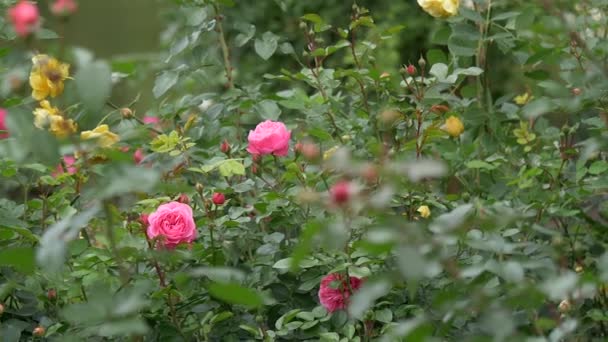 Rosas silvestres diferentes colores con jugosas hojas verdes de cerca ver cámara lenta en movimiento — Vídeo de stock