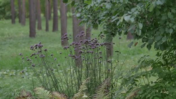 Flor de color púrpura en el bosque verde — Vídeos de Stock