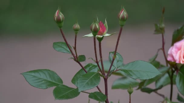 Bourgeon de roses sauvages de différentes couleurs avec des feuilles vertes juteuses vue rapprochée ralenti mouvement — Video