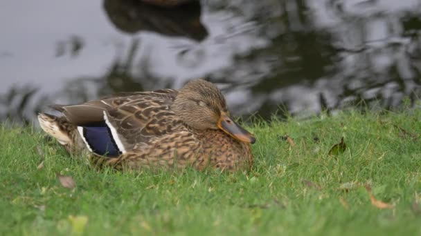 Hermoso salvaje pato sentado en verde hierba primer plano retrato tratando de dormir a cámara ampollas ojos — Vídeos de Stock