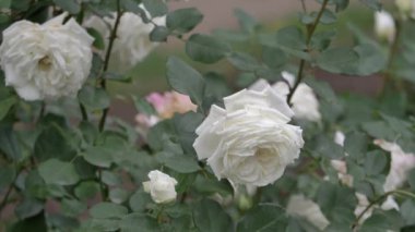 Yaban güllerinin farklı renkleri ve sulu yeşil yaprakları yavaş çekimde hareket ediyor.