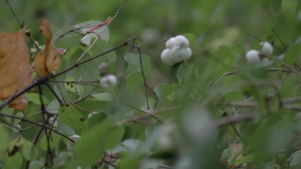 Closeup branco bagas tóxicas symphoricarpos, waxberry ghostberry com licença amarela ou laranja — Vídeo de Stock