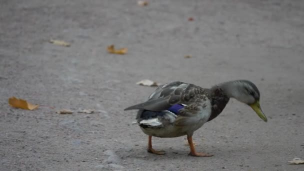 Lonely Wild Duck drôle de promenade Gros plan Portrait vue — Video