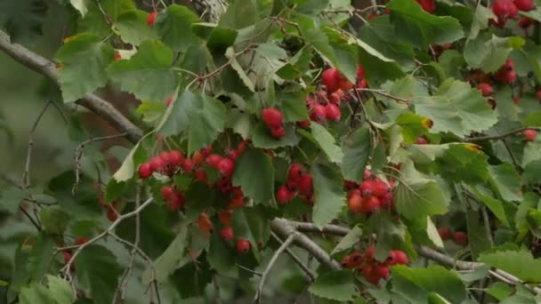 Wilde rode krab appel met groene bladeren — Stockvideo