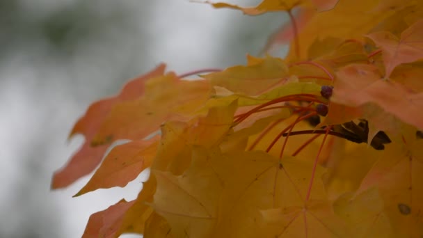 Mooie herfst kleuren rood, groen, geel, oranje bladeren bomen tak bewegen langzaam — Stockvideo