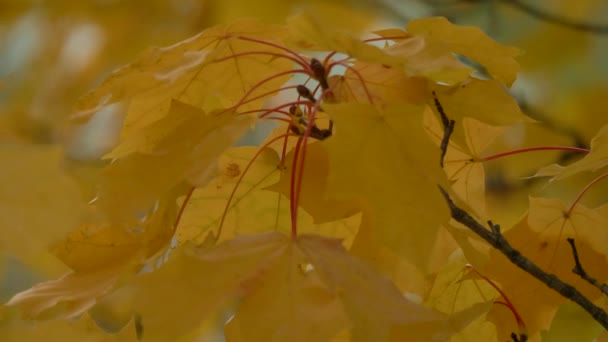 Beautiful autumn colors red, green, yeallow , orange leaves trees branch moving slow — Stock Video