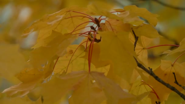 Hermosos colores de otoño rojo, verde, amarillo, hojas naranjas árboles rama moviéndose lentamente — Vídeo de stock