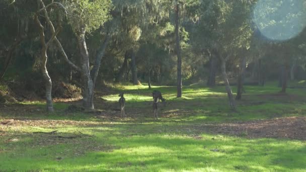 Familia de ciervos silvestres en busca de comida en pasto verde en Pacific Grove california — Vídeos de Stock