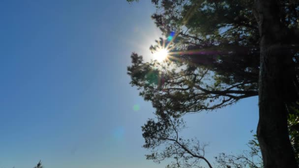 Sun Flare thru sosna w pięknym parku narodowym Big Sur Californias Highway 1 malowniczy dysk — Wideo stockowe
