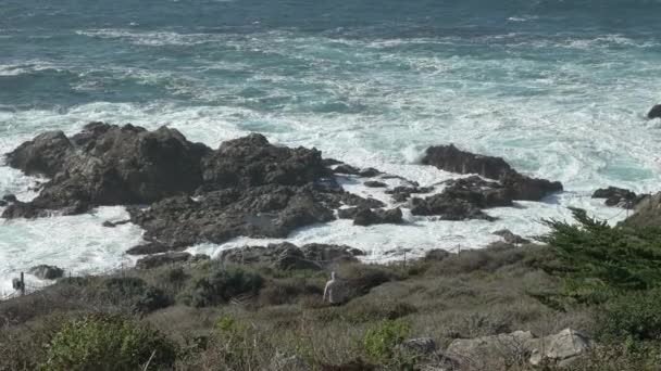 Γραφικό τοπίο Big Sur Καλιφόρνια Ειρηνικός ωκεανός ακτή αυτοκινητόδρομος 1 — Αρχείο Βίντεο