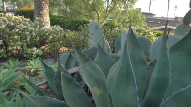 Plantas verdes cactus de agave y palmeras — Vídeos de Stock