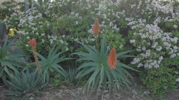 Beroemde Laguna Beach Californië schilderachtige landschappen en planten — Stockvideo