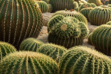 Kaktüs kumun üzerinde büyümek