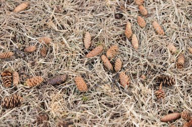 Koniler çam ağacı yalan üzerine kurutulmuş ot üzerinden düşmüş.