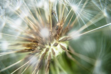 Karahindiba tohumları yakın