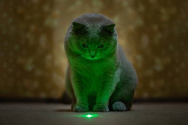 İngiliz leylak kedi yeşil bir leke bir lazer işaretçi görünüyor.