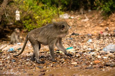 Maymun kirlenen sahilde yürüyor. Çöp seyir maymun