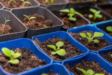 Ayrı kaplarda fidan büyümeye.