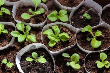 Ayrı kaplarda fidan büyümeye.