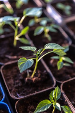 Ayrı kaplarda fidan büyümeye.